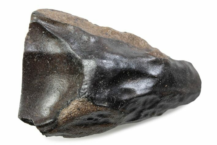 Fossil Triceratops Shed Tooth - Wyoming #376782